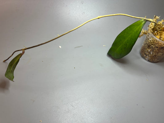 Hoya forbesii sabah - Unrooted