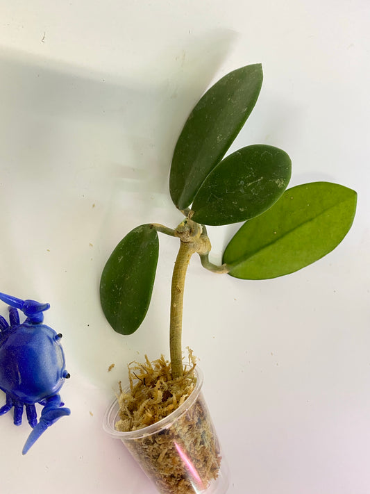 Hoya diversifolia crassipes - rooted