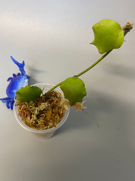 Hoya endauensis - Unrooted