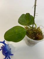 Hoya elliptica round leaf - active growth