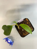 Hoya skinneriana with new growth.