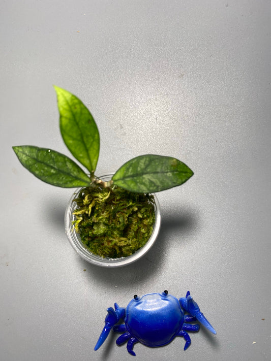 Hoya crassipetiolata splash - has some roots