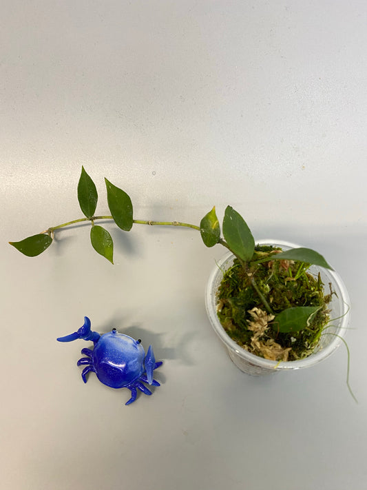 Hoya Rebecca - has roots