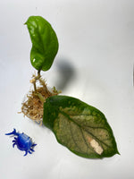 Hoya patcharawalai 029 not Icensis - active growth
