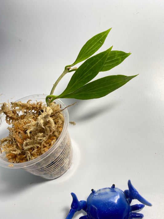 Hoya sp aff Hellwigiana - unrooted