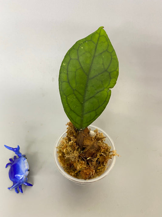 Hoya EPC 1002 (vitellina x finlaysonii)