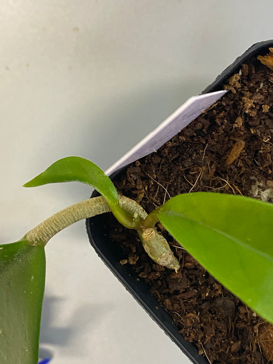 Hoya skinneriana with new growth.