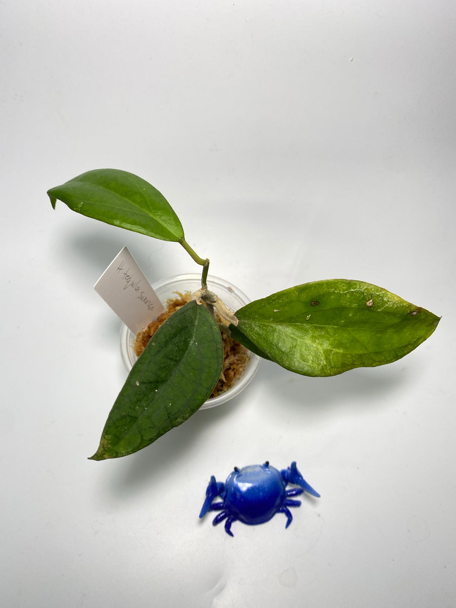 Hoya tequila sunrise just starting to root Plants Wake You Up