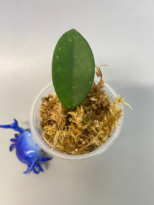 Hoya bang ngong ngoy - starting to root