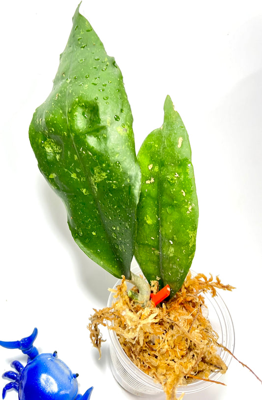 Hoya finlaysonii panggha - epc 786 2 nodes/ 2 leaves - Unrooted