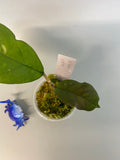 Hoya viola (deykeae x vitellina)