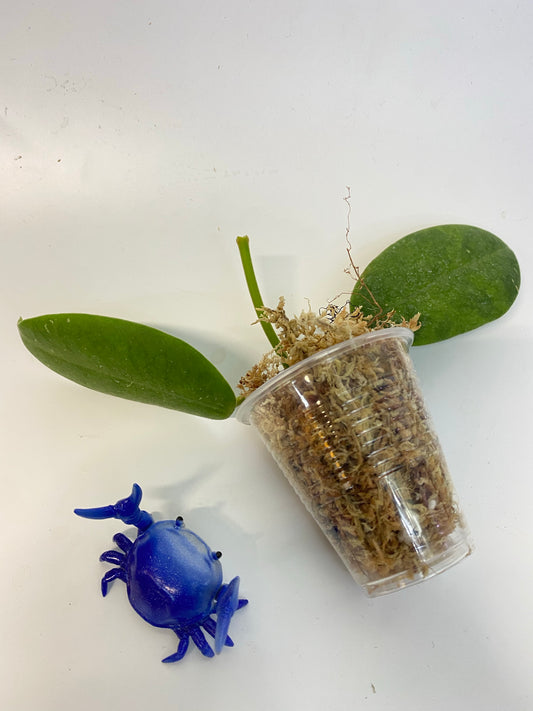 Hoya cv Monette - unrooted