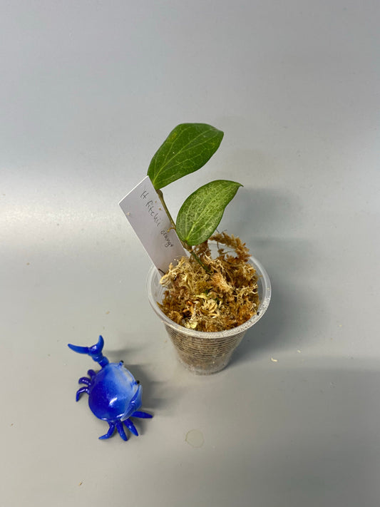 Hoya fitchii - orange - just starting to root