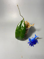 Hoya tequila sunrise - unrooted