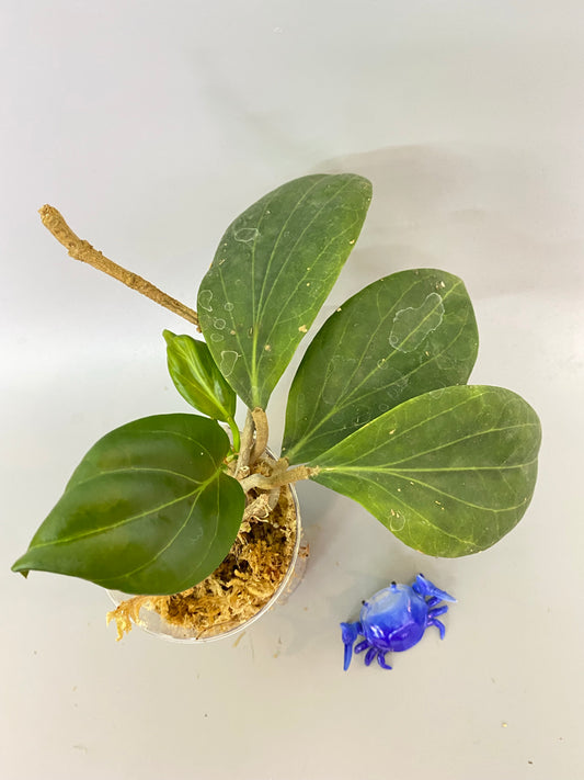 Hoya Hellwigiana reserved for Teresa - Unrooted