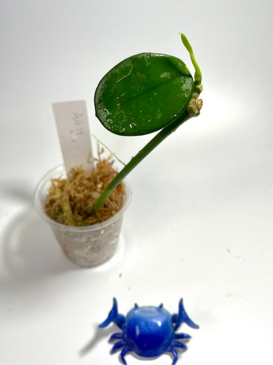 Free addon - Hoya Ah-014 - active growth