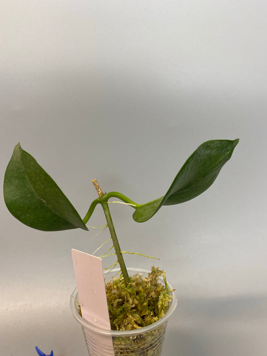 Hoya naumanii (australis x subcalva) - rooted