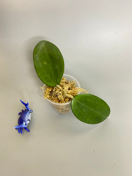 Hoya hanhiae yellow - Unrooted