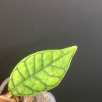 Hoya callistophylla short leaf with roots