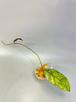 Hoya sp perak - Unrooted