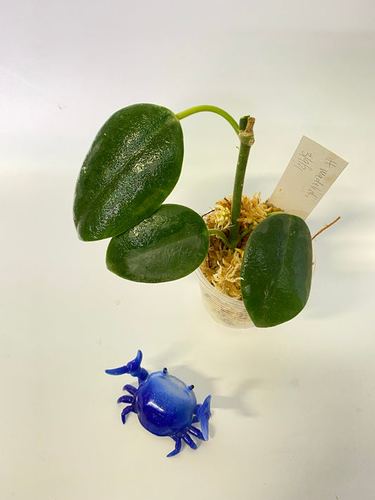 Hoya madulidii - unrooted