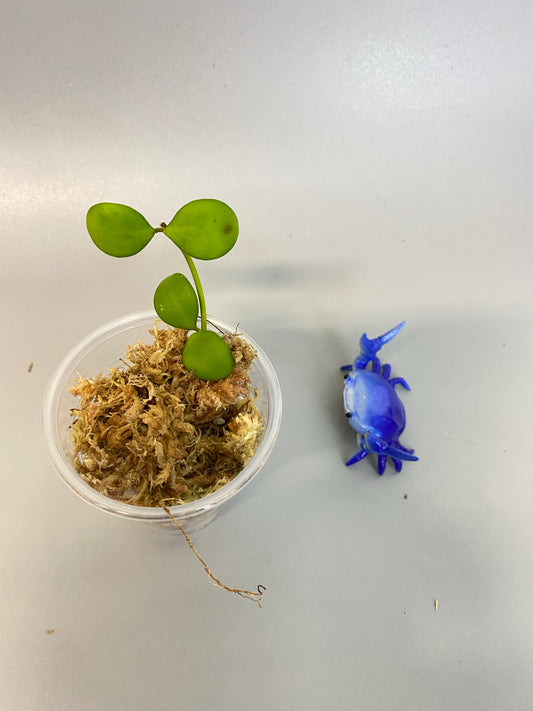 Hoya heuschkeliana yellow - just starting to root