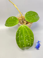 Hoya rangae huge leaf - has some roots