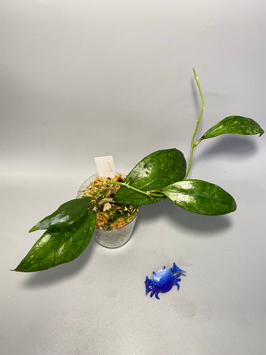 Hoya Germany - active growth