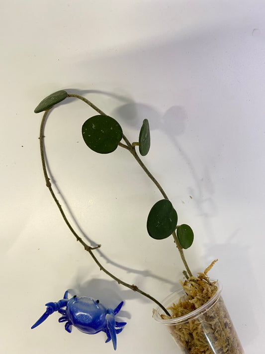 Hoya mathilde - has some roots