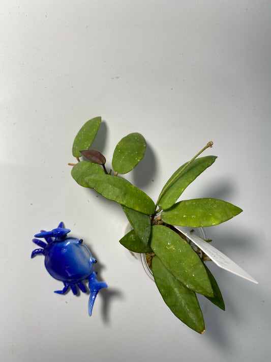 Hoya sigillatis alas river - active growth