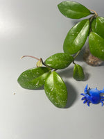 Hoya cv millie - active growth