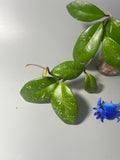 Hoya cv millie - active growth