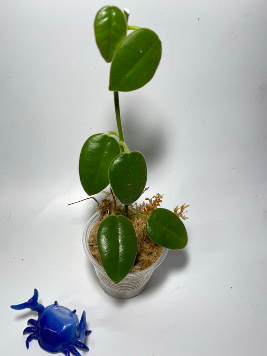 Hoya ciliata - Unrooted