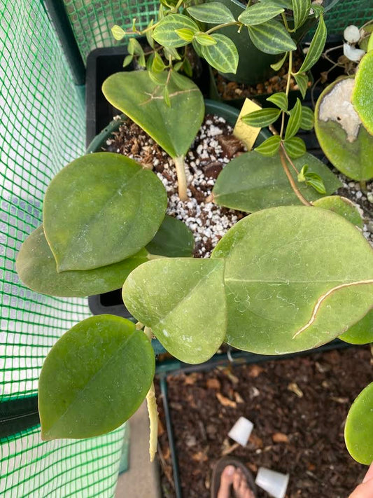 Reserved for Shelly - Hoya pachyclada