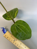 Hoya Latifolia - large leaf hoya - has some roots.