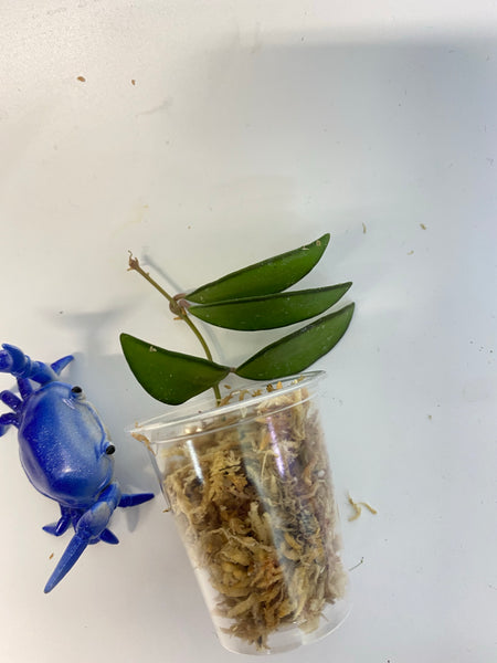 Hoya rosita (wayettii x tsangii) - Unrooted