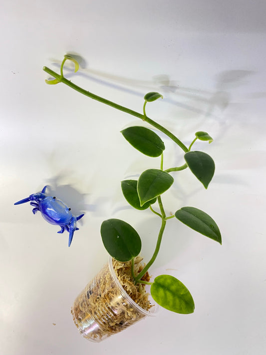 Hoya madulidii - unrooted