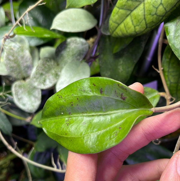 Hoya Rigida Vietnam - fresh 1 cut 1 node - unrooted