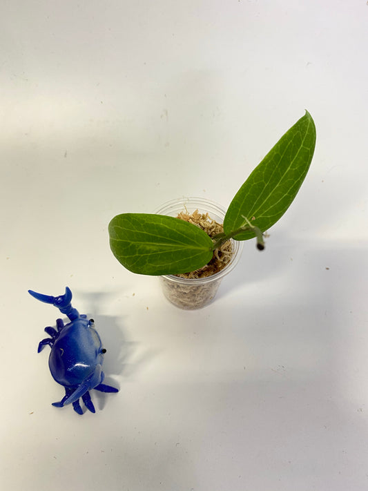 Hoya fitchii - orange - starting to root