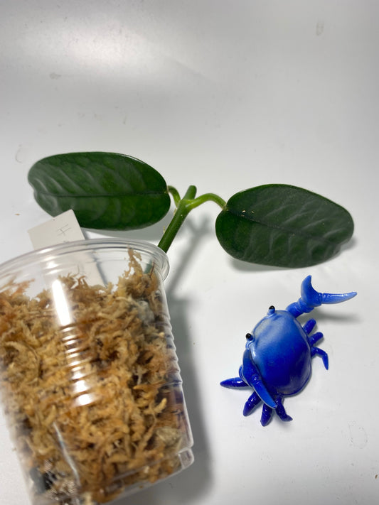 Hoya globulosa - Unrooted