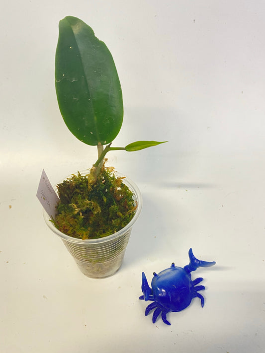 Hoya bicolor - active growth