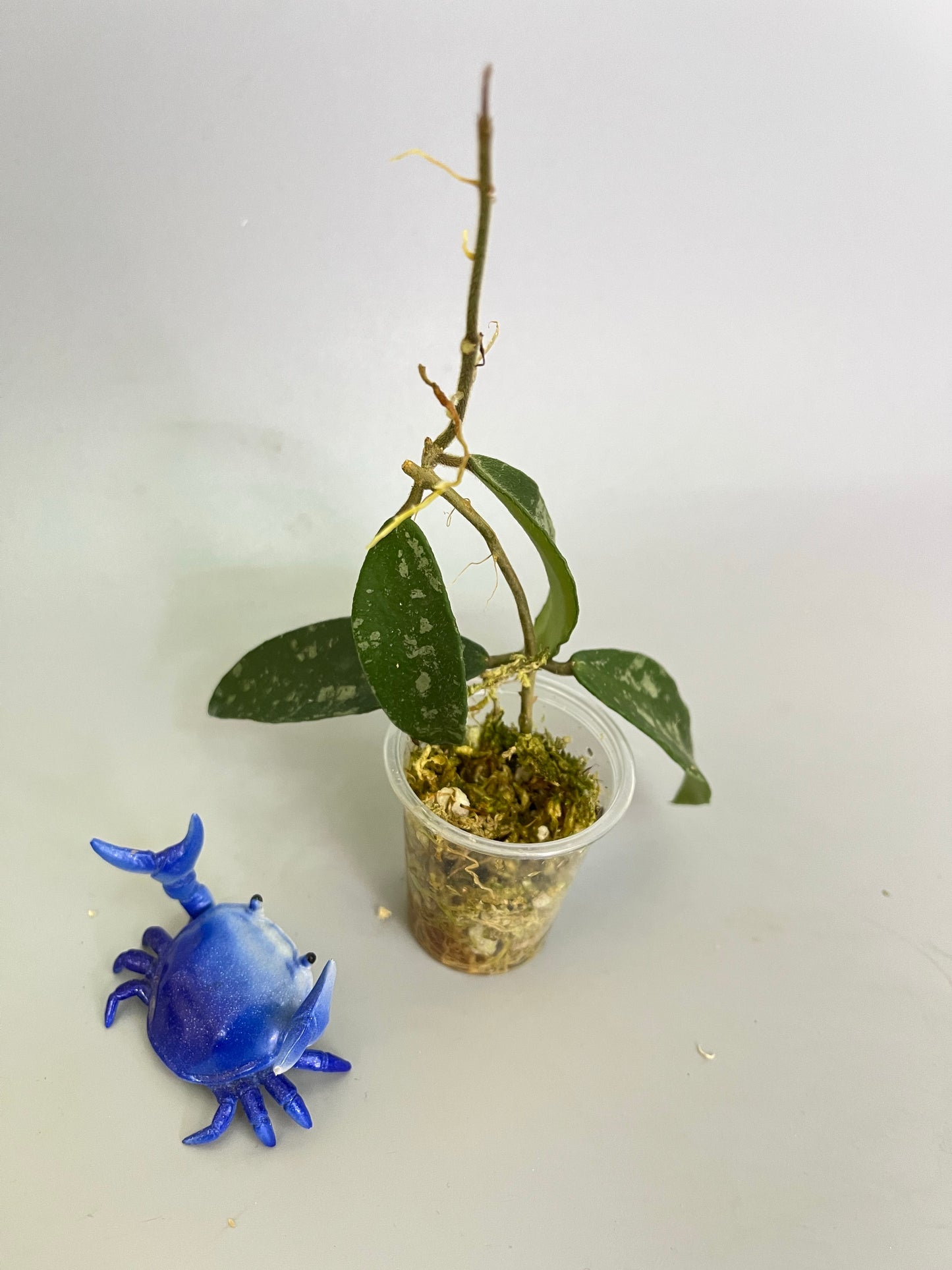 Hoya phuwuaensis - has some roots