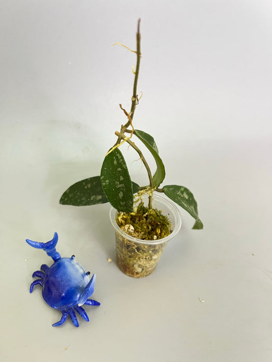 Hoya phuwuaensis - has some roots