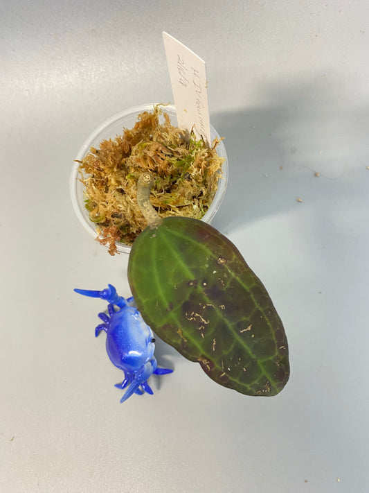 Reserved for peppy.Potts - Hoya IV from WMZ - just starting to root.