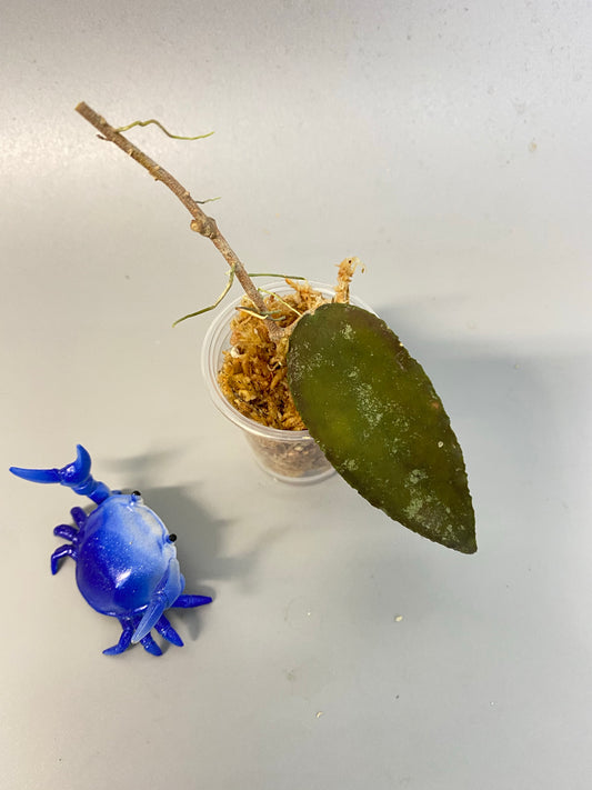 Hoya caudata Sumatra - Unrooted