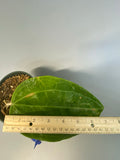 Hoya Latifolia - dinner plate - growth point forming