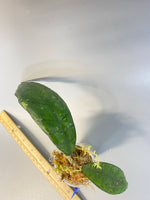 Hoya finlaysonii snow splash - has new growth