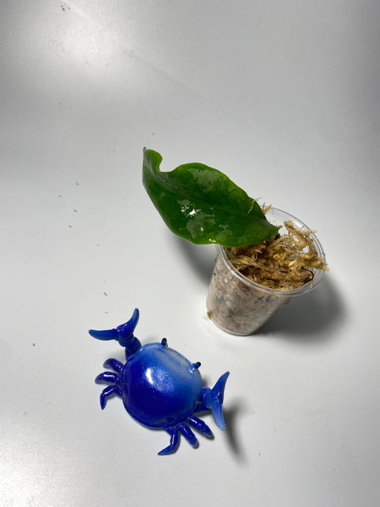 Hoya darwinii pink - unrooted