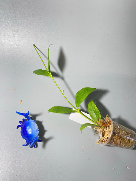 Hoya cembra / odorata - unrooted
