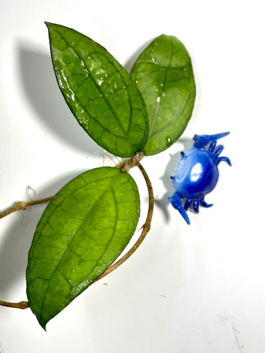 Hoya PMP 176 - joy x Jennifer - fresh cut - Unrooted